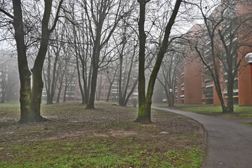 Inverno e nebbia a Basiglio. sentieri,  parco e viali di Milano 3, Lombardia