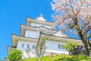 Naklejka premium 春の小田原城址公園の風景、青空に映える天守閣と桜【神奈川県・小田原市】 Odawara Castle in spring. The main keep, cherry blossoms, and blue sky. - Kanagawa, Japan