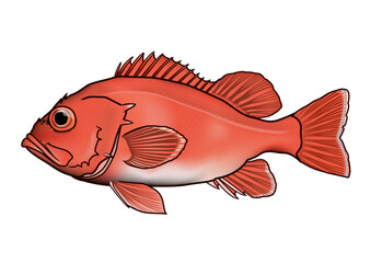 アコウダイ イラスト (Rose fish)