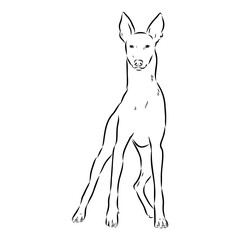 Pharaoh hound vector illustration. Purebred dog vector illustration. Hand drawn dog sketch.