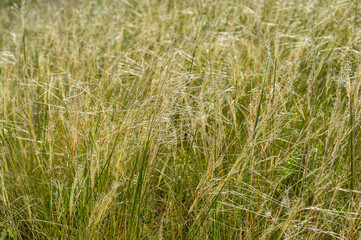Feather grass in the field, close-up.