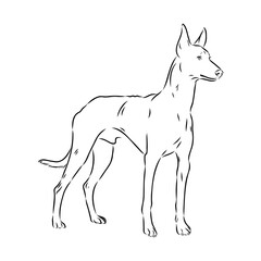 Pharaoh hound vector illustration. Purebred dog vector illustration. Hand drawn dog sketch.