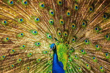 Obraz premium Peacock with open tail feathers.