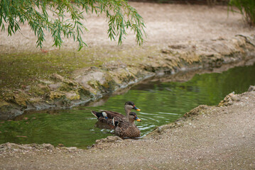 One pair of wild ducks in a pond.