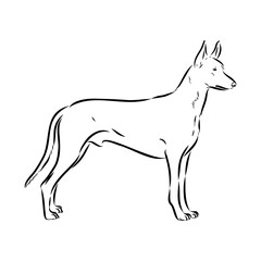 Pharaoh hound vector illustration. Purebred dog vector illustration. Hand drawn dog sketch.