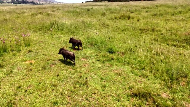 Pair of common warthogs runs through grassy field with tails up in air, aerial