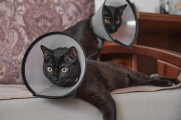 Two black cats wearing protective veterinary cones at home