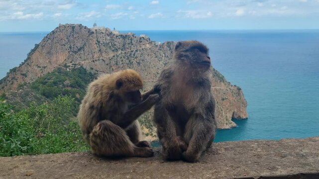 A couple of monkeys gently groom each other on a stone wall, with the dramatic cliffs of the Algerian coast and the deep blue Mediterranean Sea in the background. Filmed near Bejaia