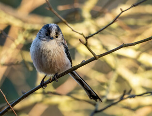 Close up of a long tailed tit bird perched on a branch in the woodland