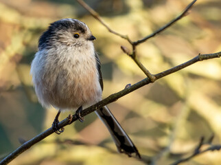 Close up of a long tailed tit bird perched on a branch in the woodland