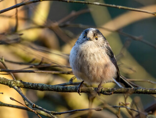 Close up of a long tailed tit bird perched on a branch in the woodland