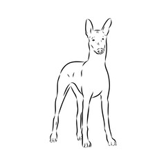 Pharaoh hound vector illustration. Purebred dog vector illustration. Hand drawn dog sketch.