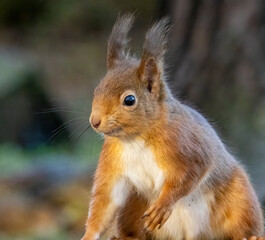 Close up of a curious little scottish red squirrel in the forest in the sunshine