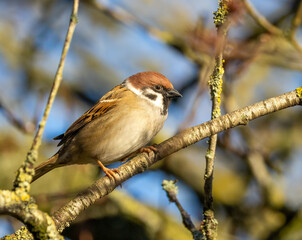 Tree sparrow perched on the branch of a tree in the sunshine