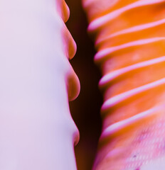 fragment of a large oceanic seashell abstract texture orange violet with dark hole macro closeup