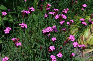 Fototapeta premium Dianthus campestris Carnation. Pink wildflowers on a grass background.