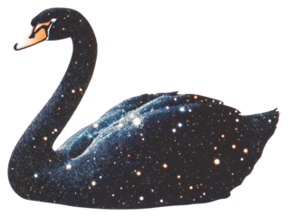 PNG Glitter black swan bird anseriformes waterfowl.