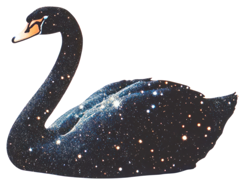 PNG Glitter black swan bird anseriformes waterfowl.