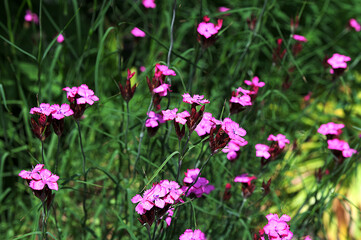 Dianthus campestris Carnation. Pink wildflowers on a grass background.
