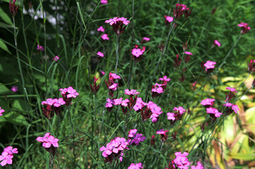 Obraz premium Dianthus campestris Carnation. Pink wildflowers on a grass background.