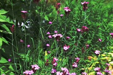 Fototapeta premium Dianthus campestris Carnation. Pink wildflowers on a grass background.