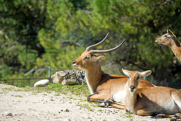 Waterbuck (Kobus ellipsiprymnus) - Safari Park
