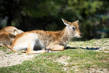 Waterbuck (Kobus ellipsiprymnus) - Safari Park