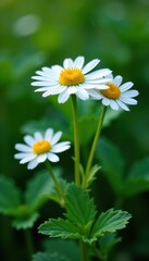 Fototapeta premium Delicate chamomile blossoms and lush green leaves , plant, yellow