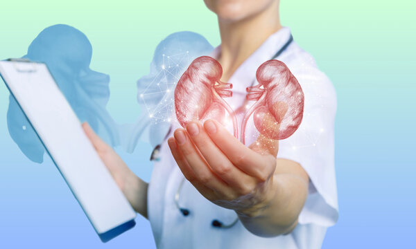 Doctor examines the inside of the kidney. Kidney cancer and kidney disease concept. Nephrologist isolated on light blue background. 