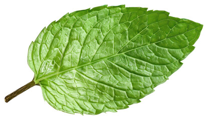 Obraz premium PNG Mint leaf plant mint herbs.