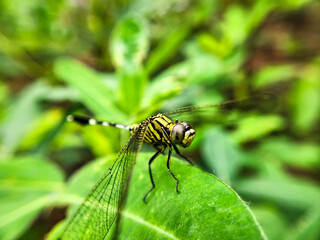 close up of a dragonfly
