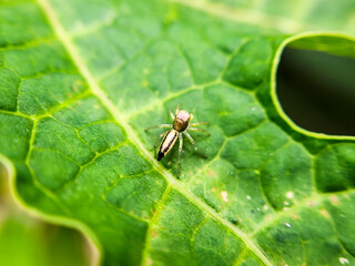 spider on leaf