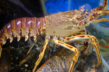 Live lobsters for sale at a fishmonger.