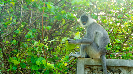 Tufted gray langur in Sri Lanka. Specie Semnopithecus priam.