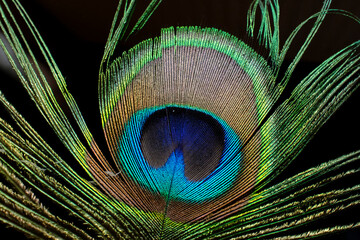Obraz premium Detail of a peacock feather. France.