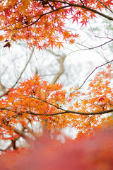 赤く色づく紅葉 