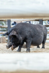 上野動物園にいる黒い豚のアグー