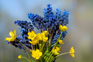 Vibrant bouquet of yellow buttercups and blue grape hyacinths flowers