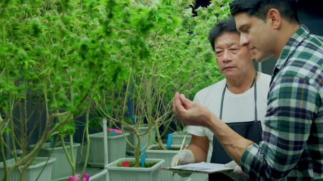 Two male cannabis marijuana farmers inspect plant health and growth using tablet and clipboard, growing weed plants, leaves, flowers and nature in a greenhouse garden, medical remedies and medicine.