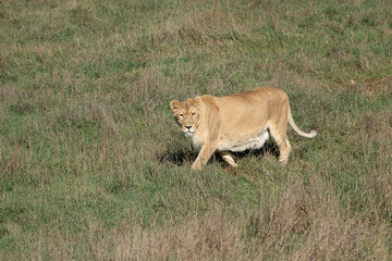Fototapeta premium Lioness Grassland Walking Predator in a grassy field, walking towards the camera.