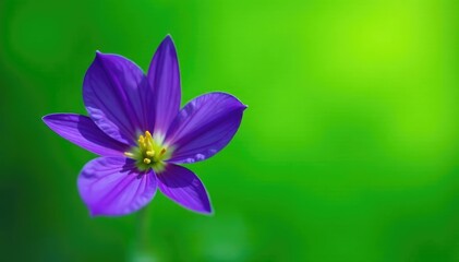 Obraz premium A blue eggplant-like flower in full bloom against a bright green background, garden, flowers, plant