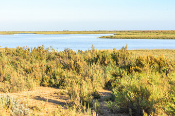 Odiel marshes and its vegetation. Huelva, Andalusia, Spain