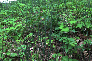 Equisetum hyemale L. Robusta in beautiful garden
