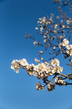 Branche d'amandier en fleurs sur ciel bleu