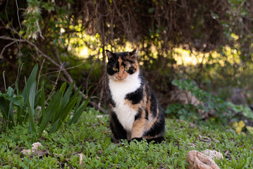 calicocat in the garden