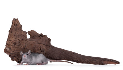 Cute little grey rat, standing in front of brown piece of driftwood. Isolated on a white background.