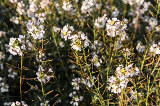 Fototapeta Fleurs blanches sauvages dans un champ