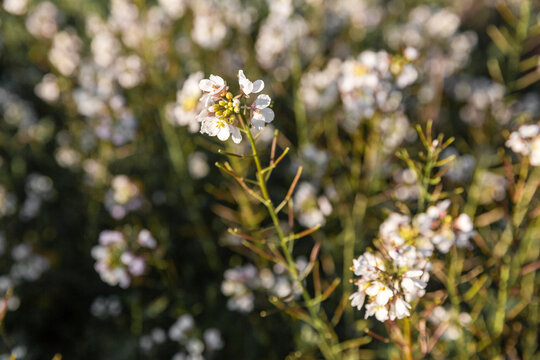 Fototapeta Fleurs blanches sauvages