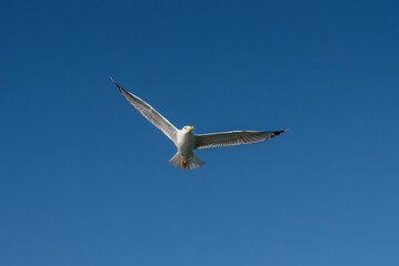a white seagull bird in flight flying high in the blue sky above isolated