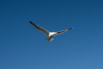 a white seagull bird in flight flying high in the blue sky above isolated